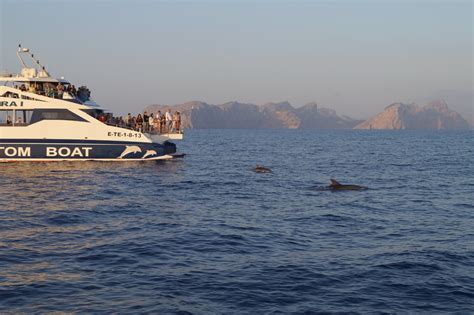Alcudia Dolphin Watching Boat Trip From 50€
