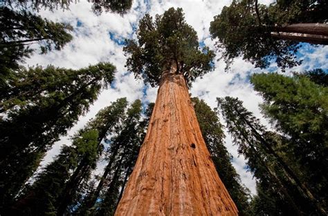 Giant Sequoia Tree Facts Distribution Growth Rate Pictures