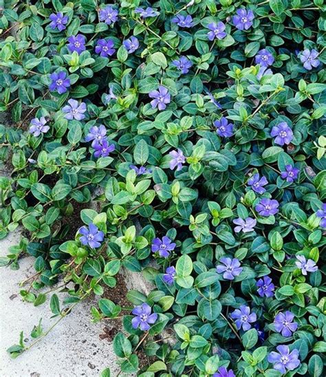 1 Bunch Of Violet Blue Vinca Periwinkle Plants Etsy In 2021 Vinca