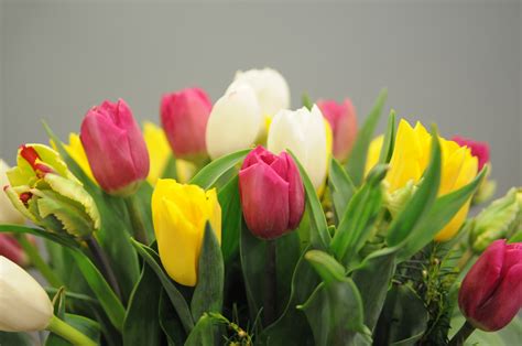 Tulipanes De Colores Fiuncho