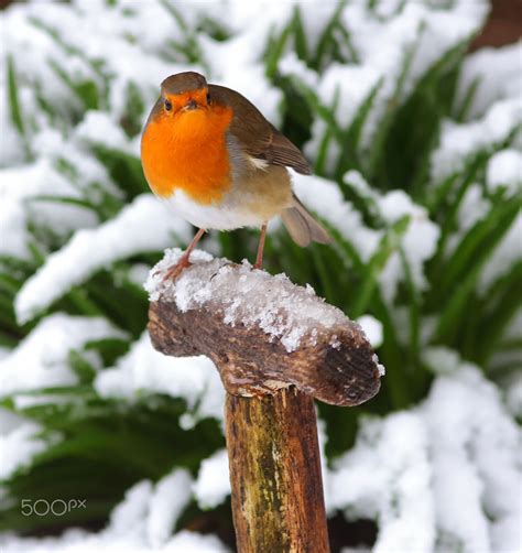Robin In Snow Robin Robin Bird Winter Garden