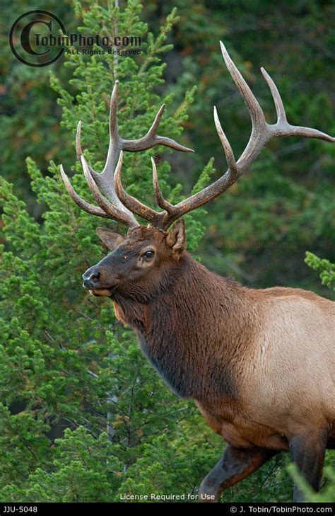 Bull Elk Jju 5048