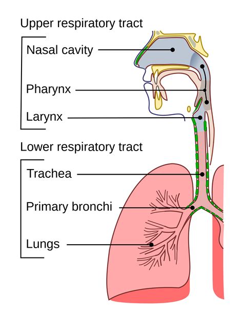 Lower Respiratory Tract Structures Hot Sex Picture