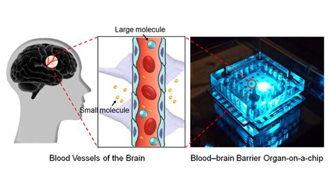A Three Dimensional Arrayed Microfluidic Bloodbrain Barrier Model With