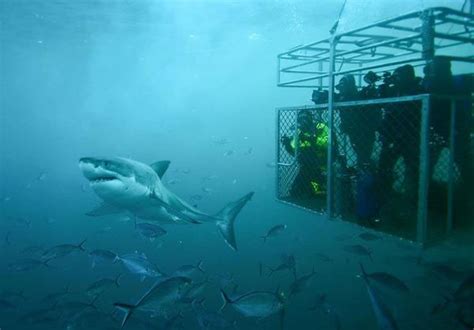 Great White Shark Cage Diving South Australia Dive Discovery Australia