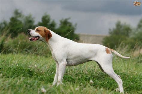 Pointer Inglês A Raça De Cachorro Mais Adequada Para O Campo