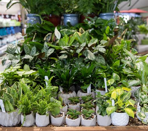Home Grown Potted Plant Collection — Green Acres Nursery And Supply