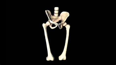 Learn more here you are seeing a 360° image. Hip Joint - Hip bone, Sacrum, Femur - Only bones Medically ...