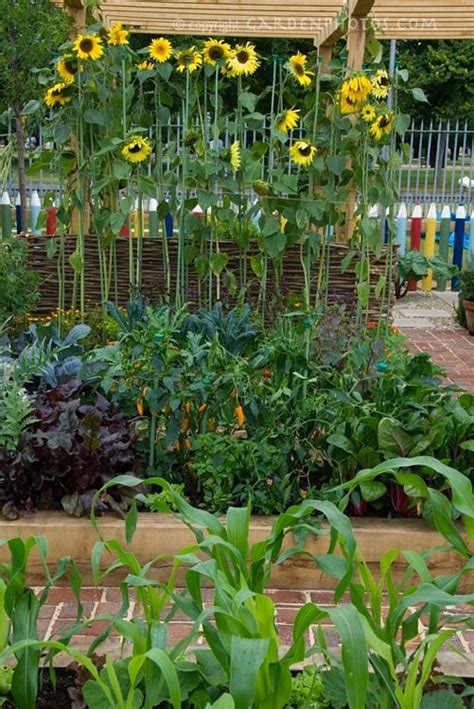Vegetable Garden With Sunflowers And Fence Made Of Crayons For