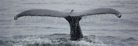 humpback whales a detective story