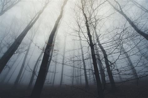 Haunted Forest With Fog Trough Trees Stock Image Image Of Light