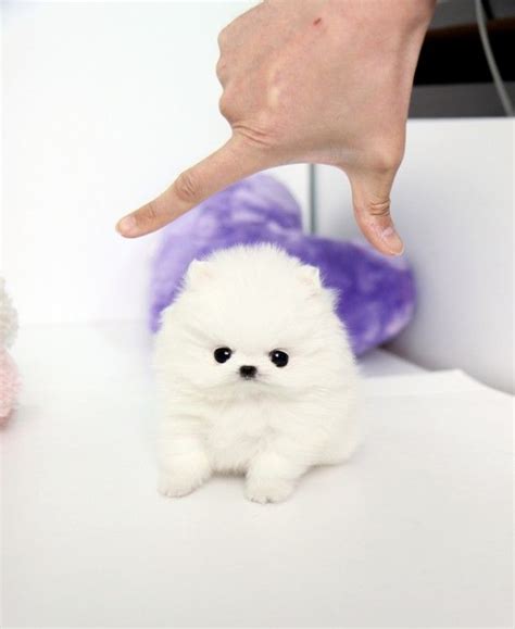 Healthy Teacup Pomeranian Puppies For Adoption Greer Sc