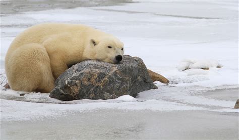 Bears Waiting For Ice Churchill Polar Bears