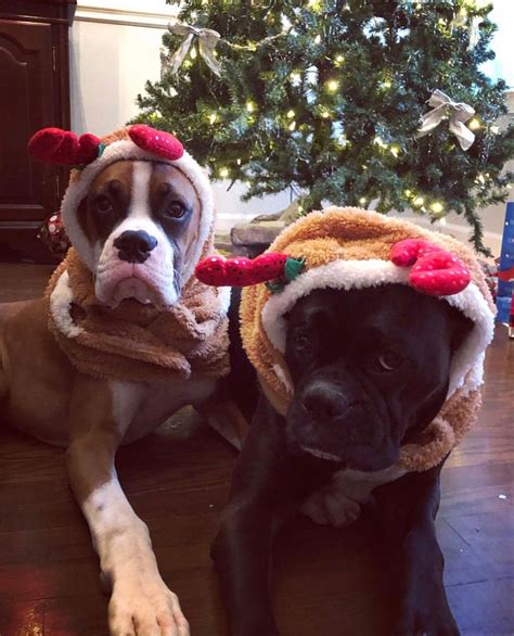 Adorable Dogs On Christmas Cute Dogs Christmas Dog Cute Boxers