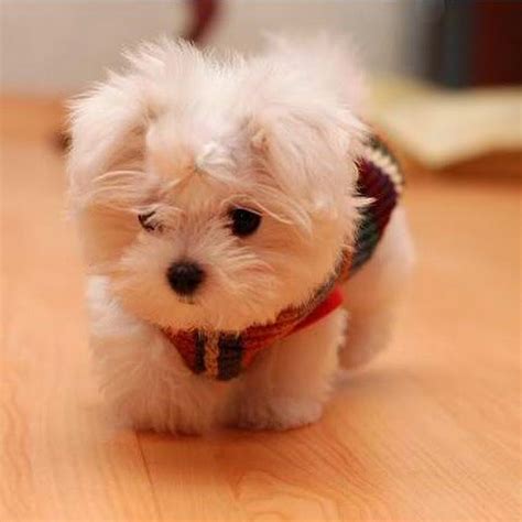 25 Perros Más Pequeños Y Adorables Que Vas A Querer Tener Cute Animals