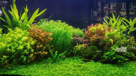 18 Live Aquarium Plants You And Your Fish Will Love