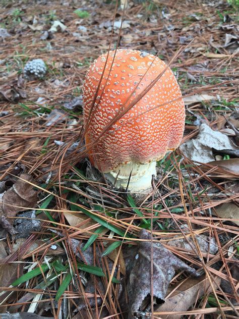 What Is This Mushroomhunting