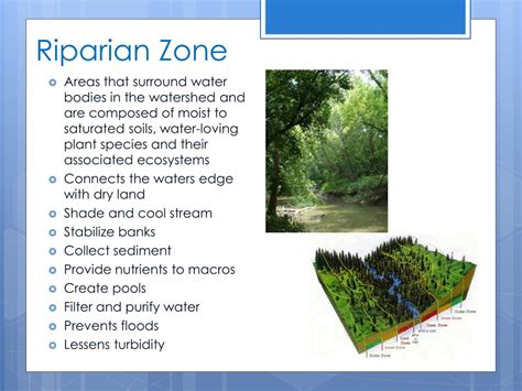 Means areas adjacent to aquatic systems with flowing water that contains elements of both aquatic and terrestrial ecosystems that mutually influence each other. PPT - Blackwater Creek Watershed Assessment PowerPoint ...