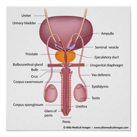 Male Reproductive Organs Dorsal View Labeled Poster Zazzle