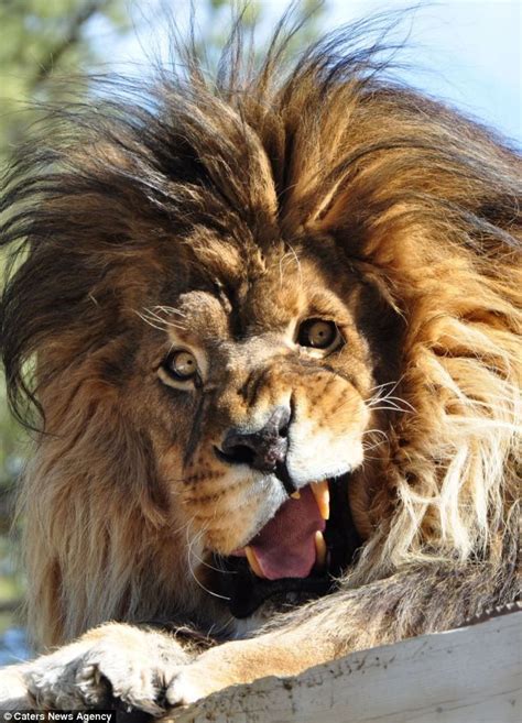 Lion Shows Off Inner Diva As It Roars Like Beyonce Awkward Animals