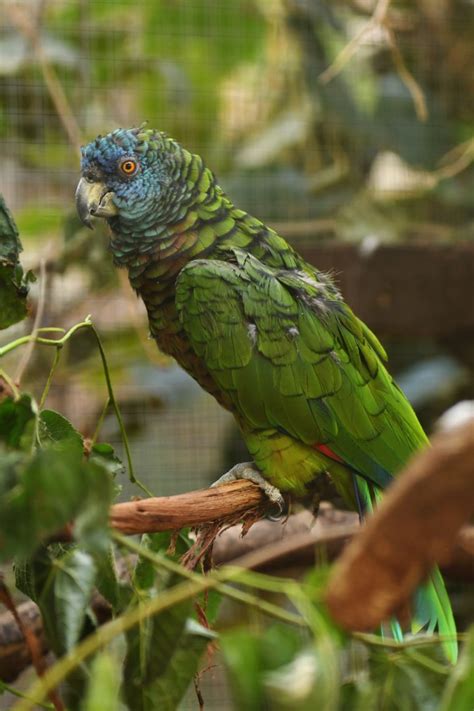 St Lucia Parrot Amazona Versicolor Zoochat