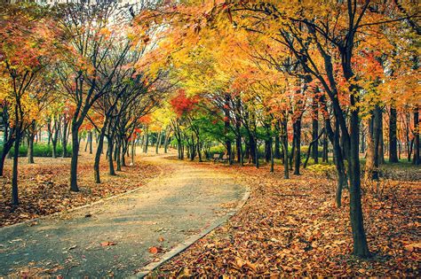 Autumn Fall Landscape Nature Tree Forest Leaf Leaves Path Trail Road