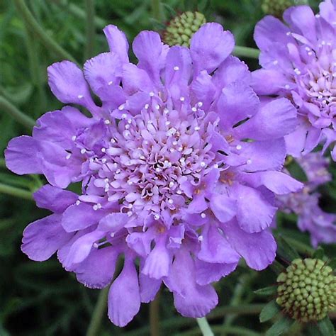 Buy Pincushion Flower Scabiosa Butterfly Blue £599 Delivery By Crocus