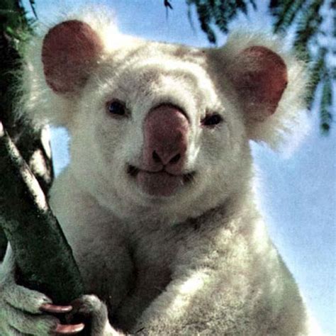 Albino Animals That You Will Find Adorable