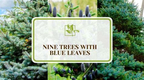 9 Trees With Blue Leaves The Best Picks For You And What They Need