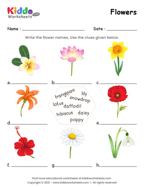 Free Printable Worksheets Free Printables Flower Names Frangipani