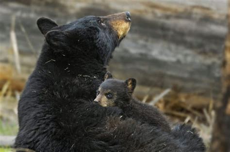 Victory After Public Outcry There Will Be No Spring Bear Hunt In