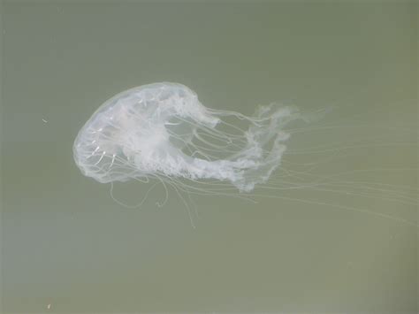 Jellyfish In Chesapeake Bay P1080818 Zoopmon Flickr