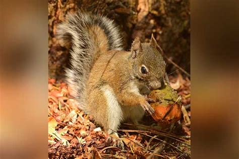 Endangered Mount Graham Red Squirrel Population On The Rise