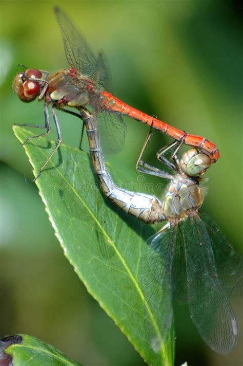 Two Red Dragonflies Mating In Flight Stock Photo Image Of Close