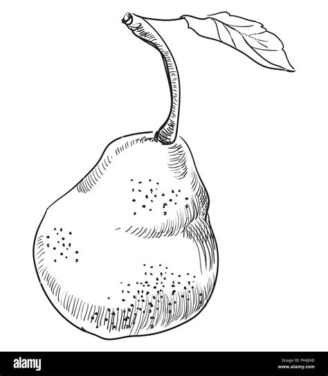 Hand Drawn Fruit Pear Vector Monochrome Illustration Isolated On White