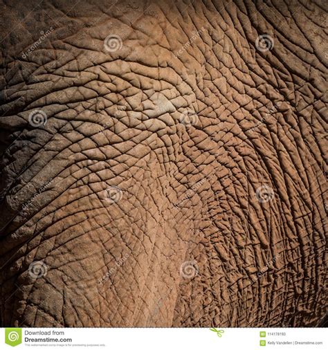 Elephant skin elephant texture african animal skin background elephants face leather pebble abstract. Elephant Skin Texture stock image. Image of texture ...