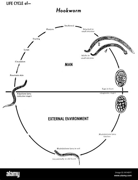 Hookworm Life Cycle Diagram