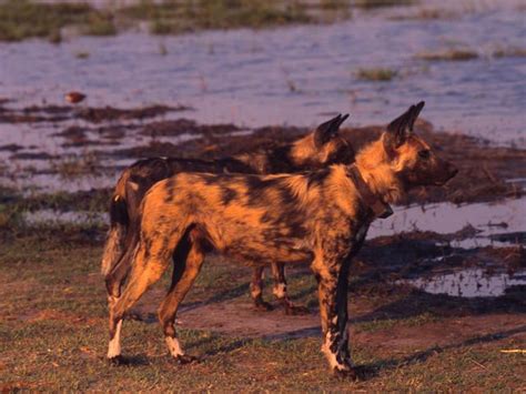 African Wild Dog Lycaon Pictus Endangered Wild Dogs African Wild