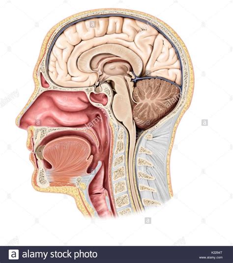 Also check out my other anatomy models, just click on my user name to see complete organises the body into defined parts: Download this stock image: This image shows a lateral view ...
