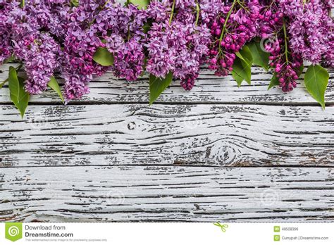 Lilac Flowers Stock Photo Image Of Rustic Beautiful 48508396