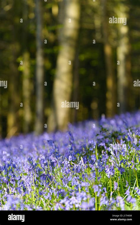 Bluebell Wood Near Woolland Dorset Uk 19th Apr 2017 Bluebells Out