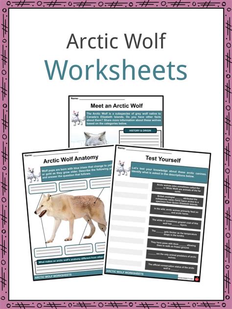 Arctic Wolf Facts Worksheets Etymology And Taxonomy For Kids
