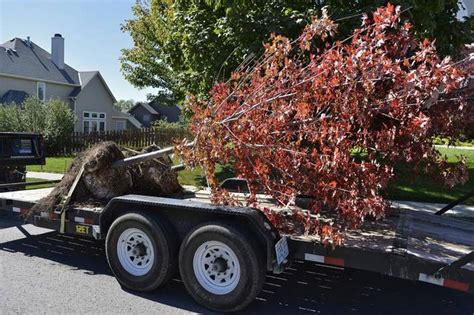 Fall Is Prime Time To Plant Trees In Kansas City The Kansas City Star