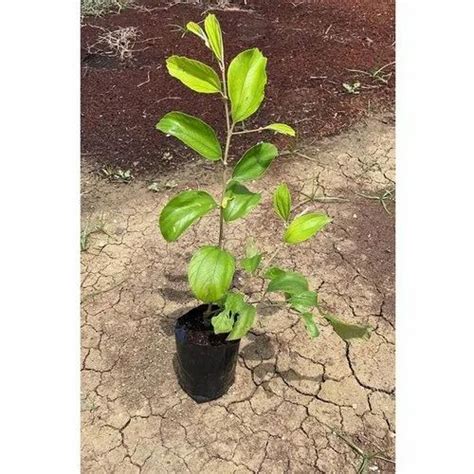 Full Sun Exposure Green Thai Apple Ber Plant For Fruits At Rs 20piece In Hyderabad