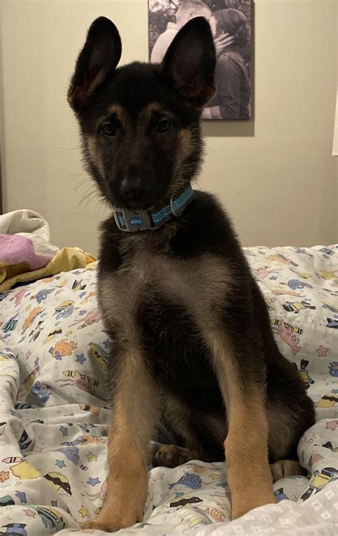 German Shepherd Puppies For Sale Cawood Ky 334927