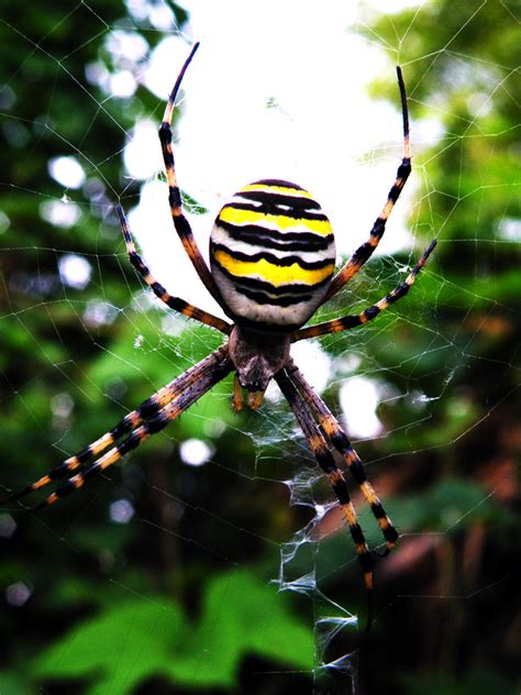 Big Yellow Striped Spider By Itanium Design On Deviantart