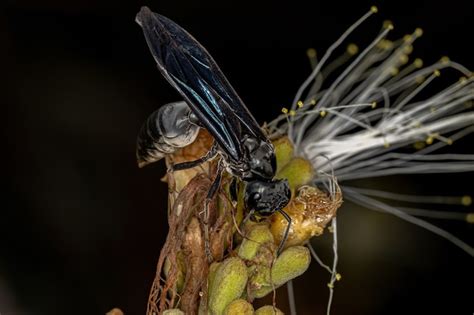 Premium Photo Adult Female Warrior Wasp Of The Genus Synoeca