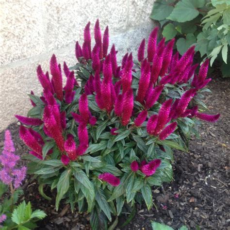 Cut flower or foliage design use: Photo of the entire plant of Celosia (Celosia argentea ...