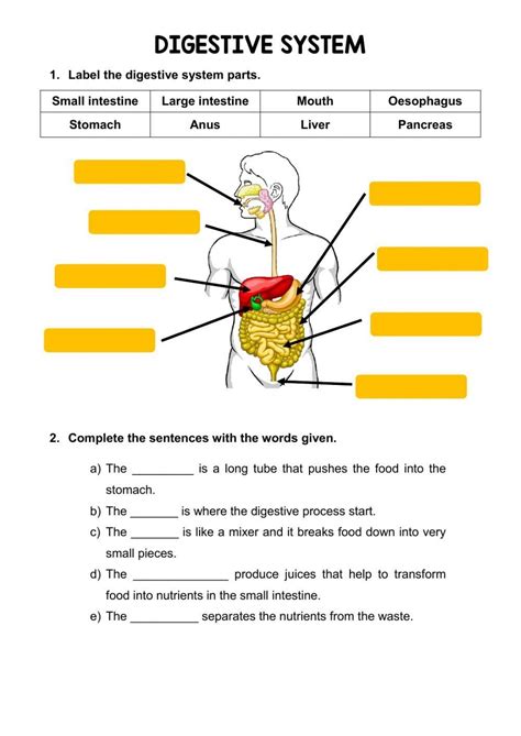 Digestive System Worksheet With Answers Thekidsworksheet