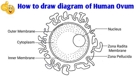 Draw A Labelled Diagram Of Human Ovum Science Topperlearning The Best